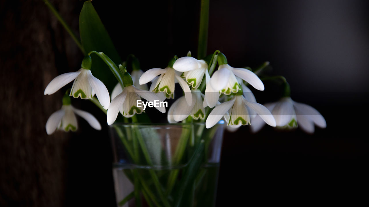 flower, flowering plant, plant, freshness, beauty in nature, petal, flower head, close-up, fragility, white, inflorescence, nature, green, no people, black background, indoors, plant stem, vase, snowdrop, focus on foreground, growth, studio shot, flower arrangement, yellow, macro photography, floristry, leaf, springtime, plant part