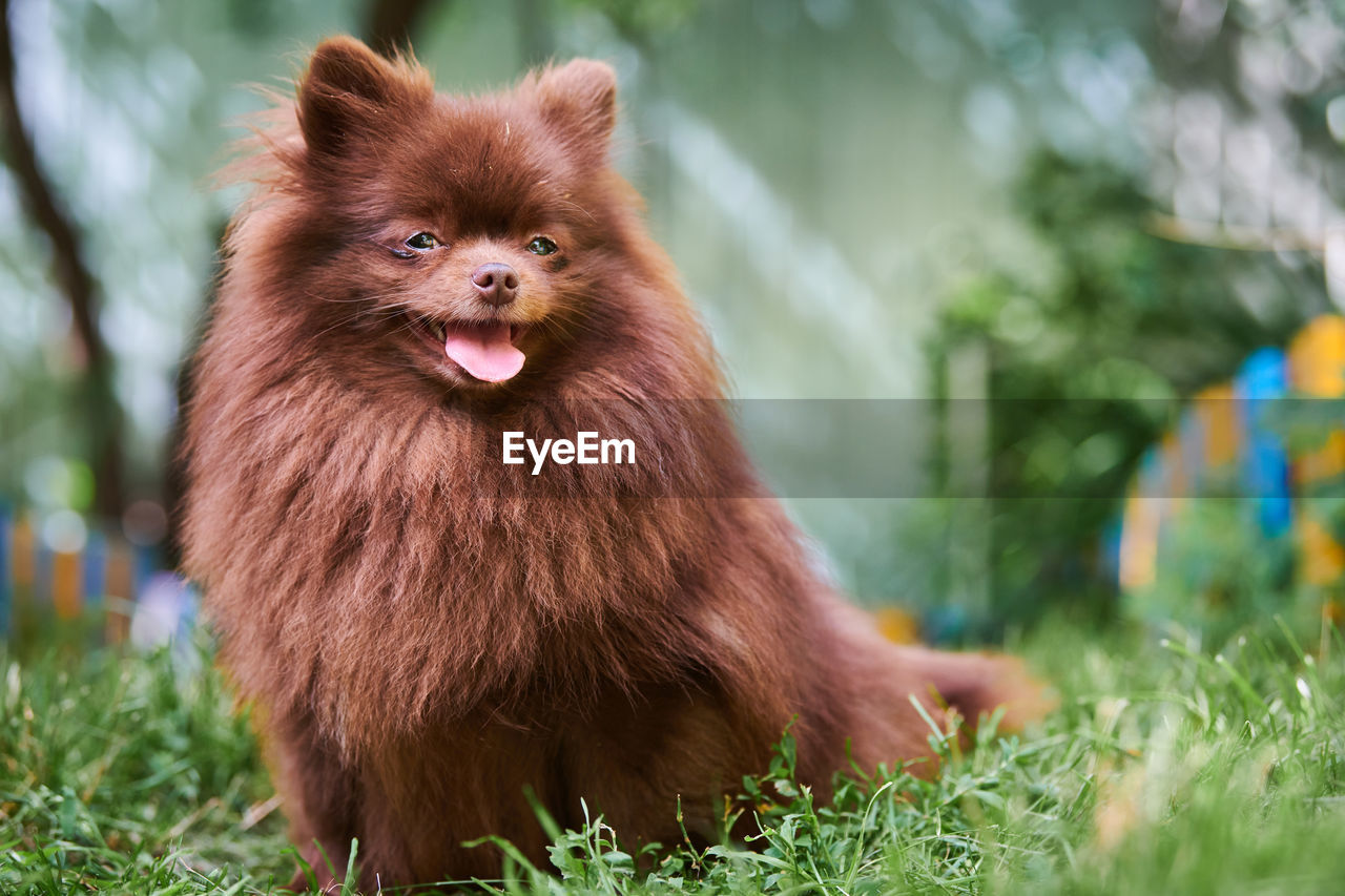 Pomeranian spitz dog in garden. cute brown pomeranian puppy. spitz pom dog, green grass background