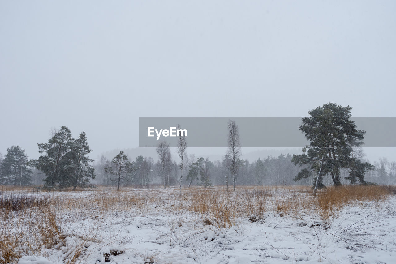 winter, cold temperature, snow, tree, plant, environment, landscape, nature, land, scenics - nature, tranquility, sky, beauty in nature, tranquil scene, no people, non-urban scene, frozen, forest, freezing, white, frost, coniferous tree, day, copy space, outdoors, pinaceae, remote, pine tree, pine woodland, field, rural scene