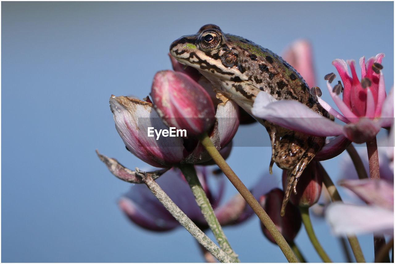 Low angle view of frog on flowers against clear sky during sunny day