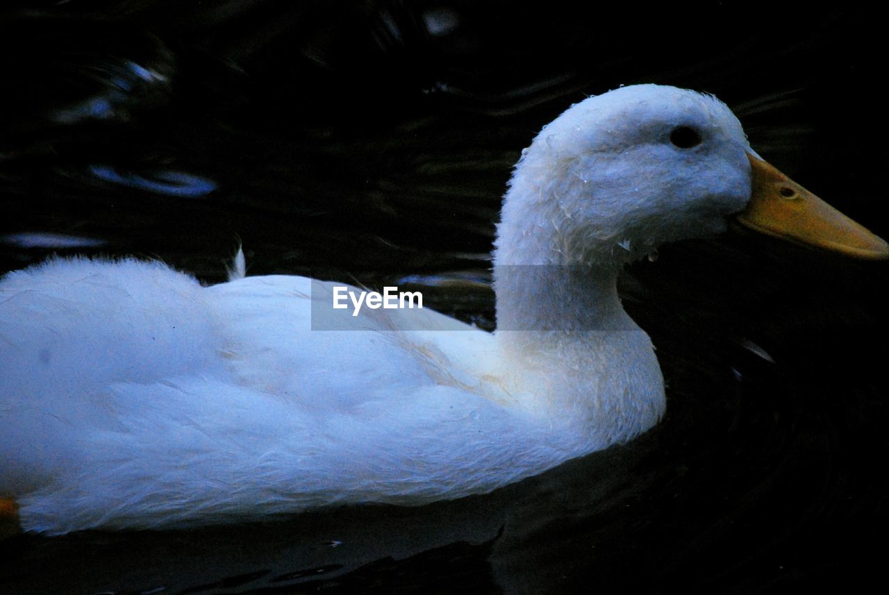 Close-up of swan swimming in lake