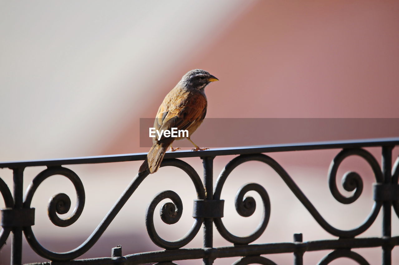 LOW ANGLE VIEW OF BIRD PERCHING ON FENCE