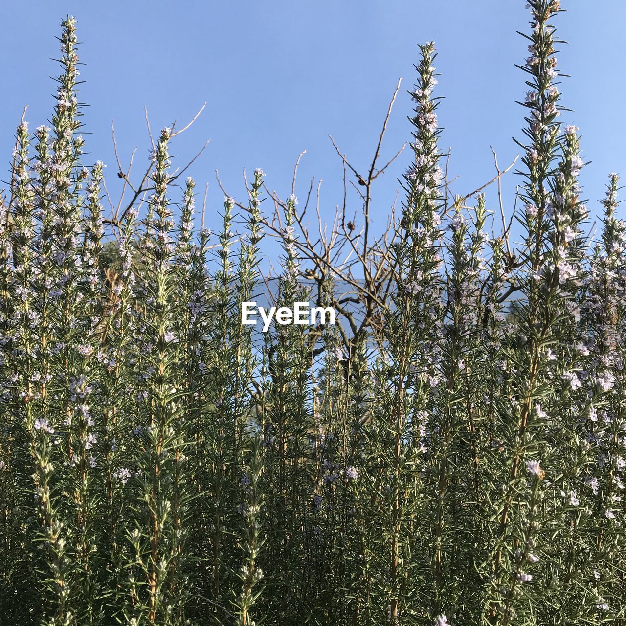 LOW ANGLE VIEW OF FLOWERING PLANTS ON FIELD AGAINST CLEAR SKY
