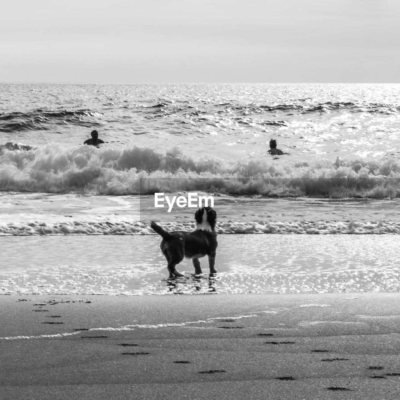 DOG ON BEACH