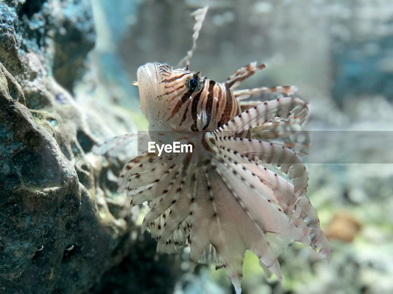 Close-up of fish swimming undersea