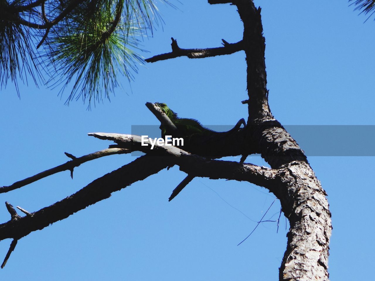 Low angle view of an iguana  perching on tree against clear blue sky
