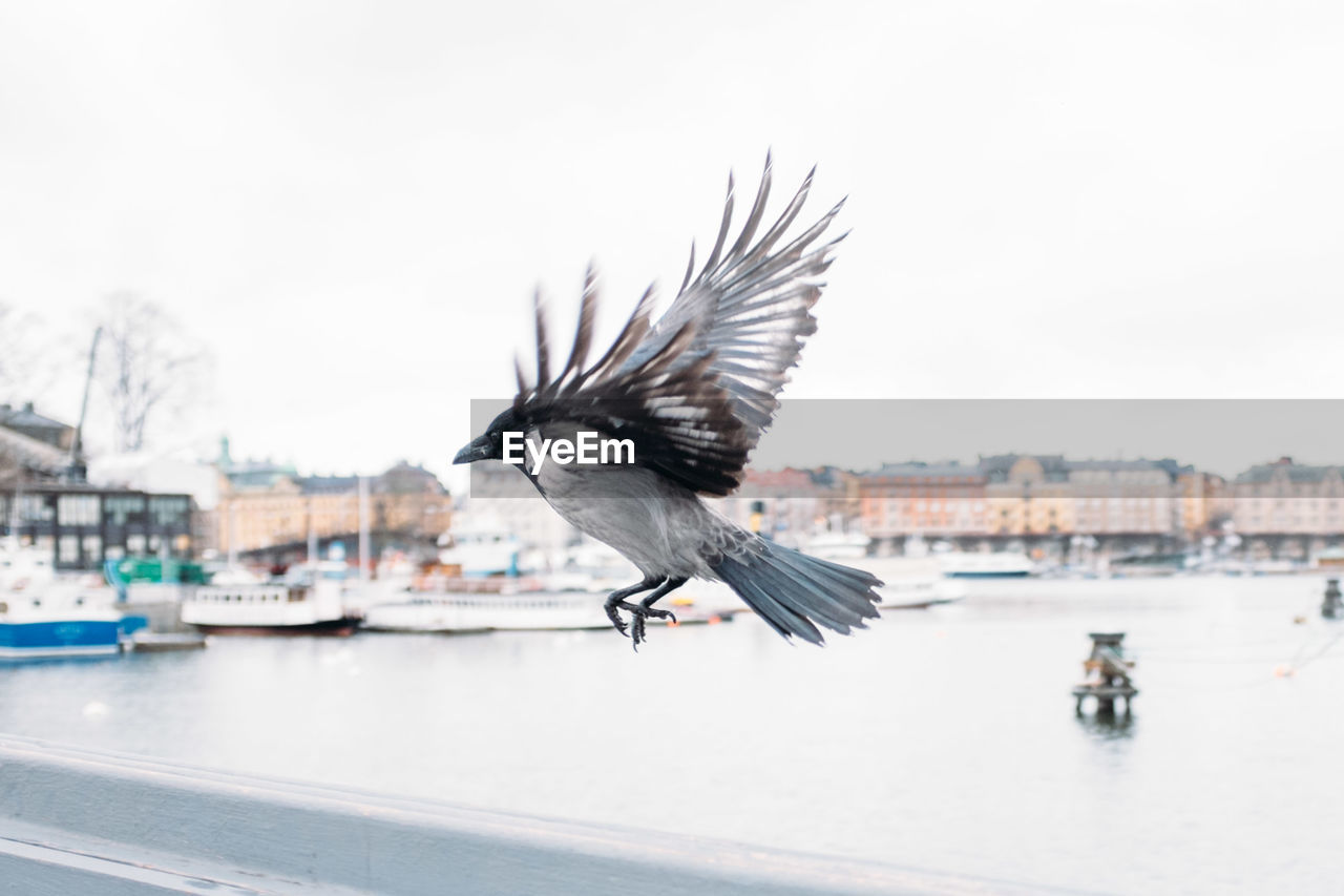 Side view of crow flying in city against sky