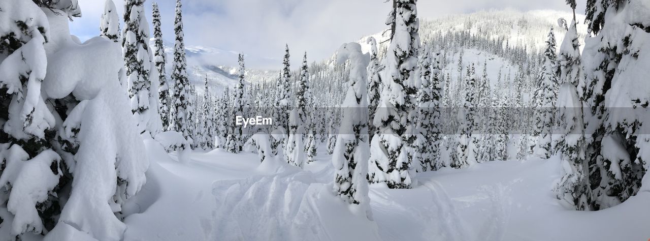 PANORAMIC SHOT OF FROZEN TREES ON MOUNTAIN