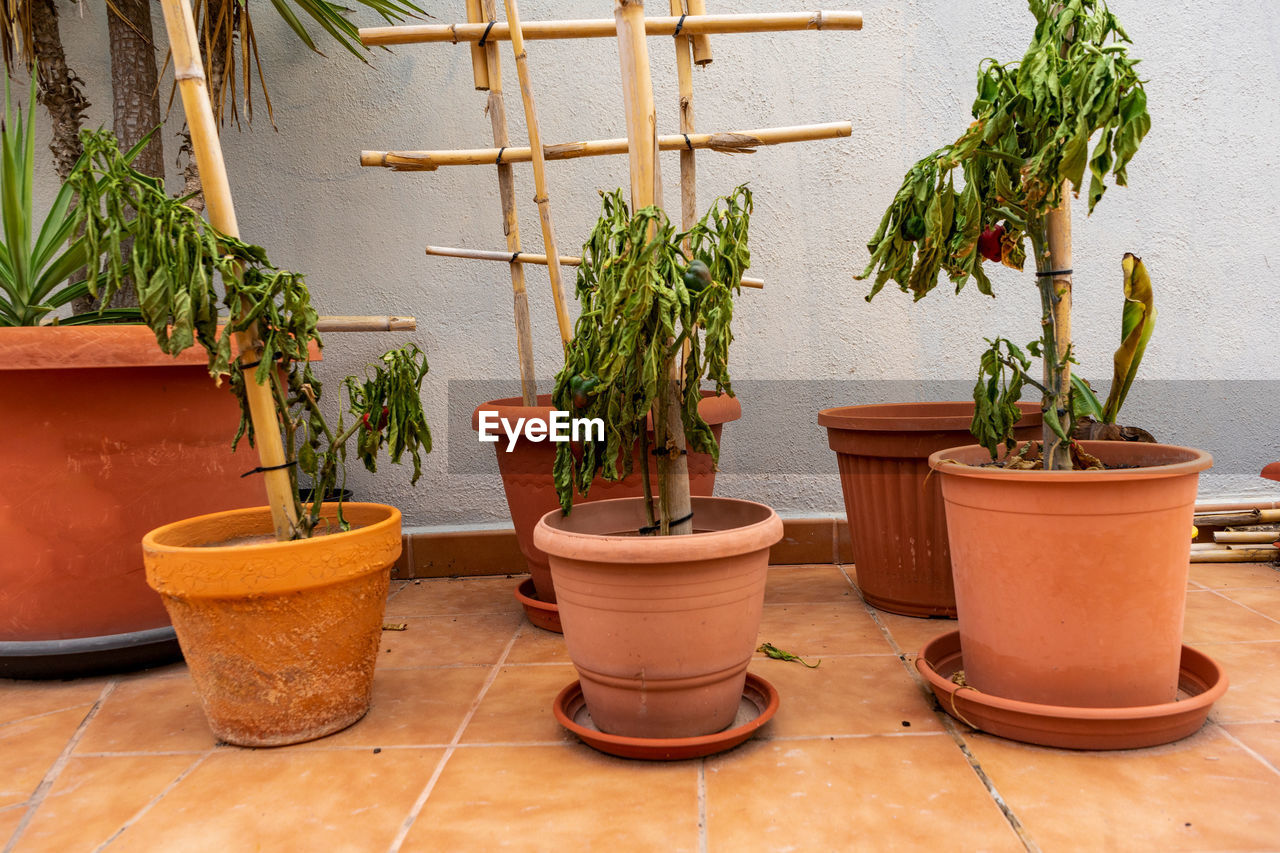 POTTED PLANTS ON TABLE BY WALL