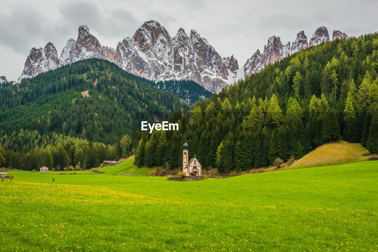 SCENIC VIEW OF PINE TREES ON FIELD