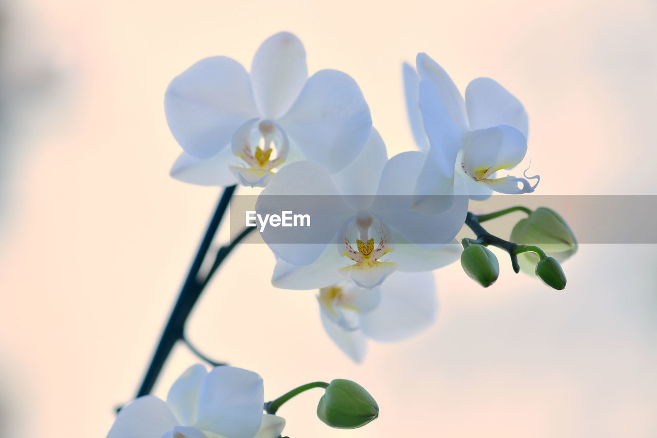 Close-up of white flowering orchid - natural beauty