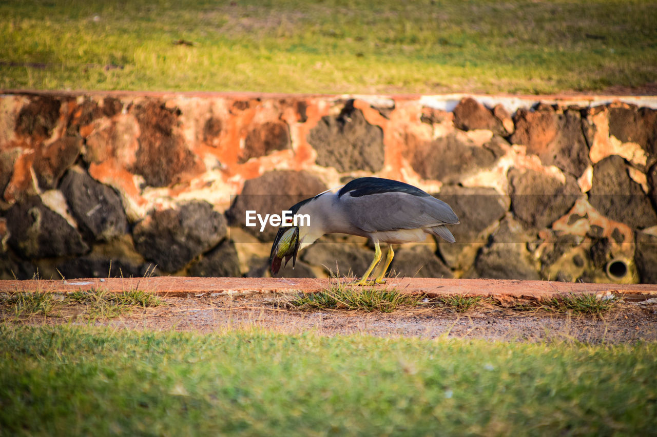 DUCK ON LANDSCAPE
