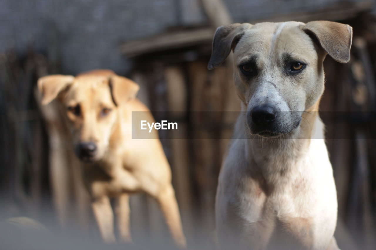 Tatapan Anjing Pets Portrait Dog Happiness Looking On Eyeem