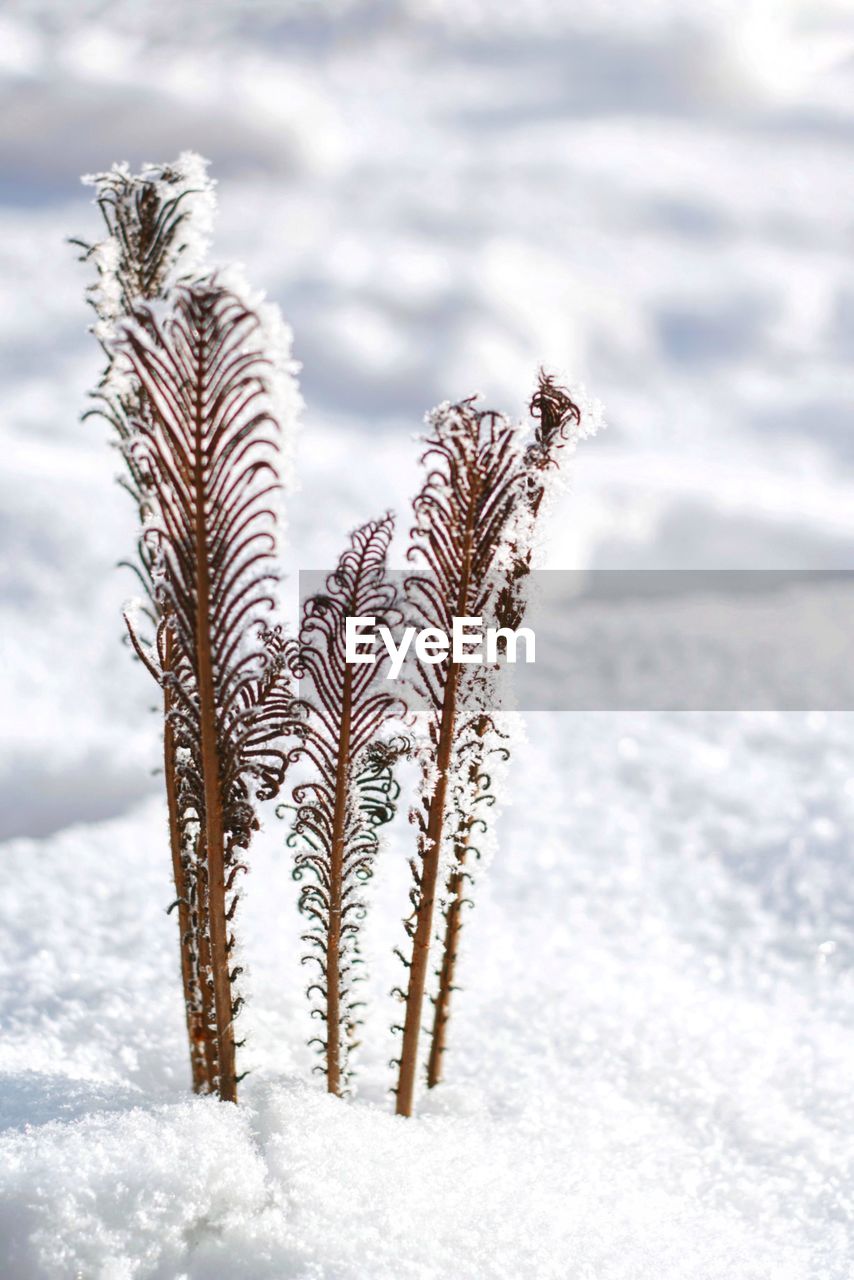 Winter sunny day snow cold weather temperatures ferns dry grass frozen frosty glare 