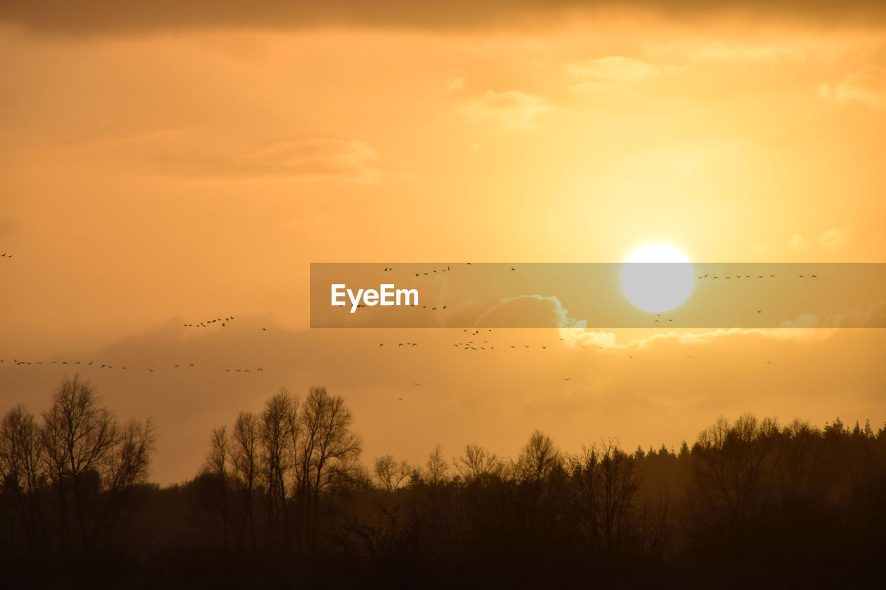 SILHOUETTE TREES AGAINST ORANGE SKY DURING SUNSET