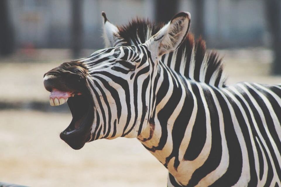 Close-up of zebra yawning on field