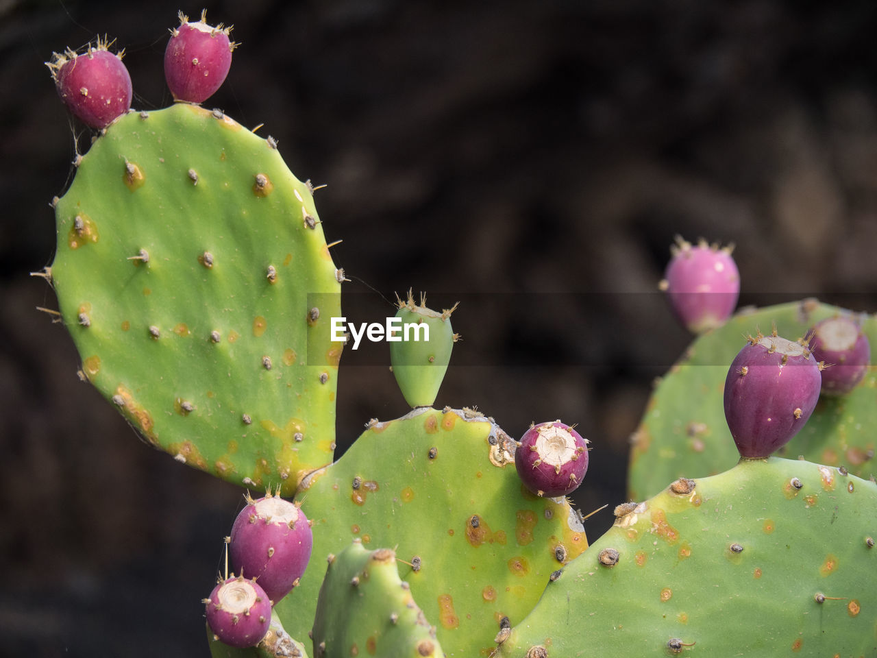 CLOSE-UP OF PRICKLY PEAR CACTUS ON PLANT