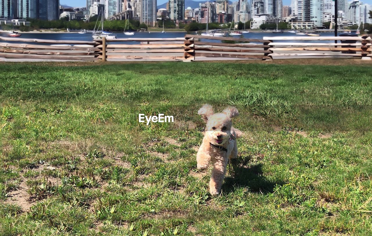 PORTRAIT OF DOG ON GROUND