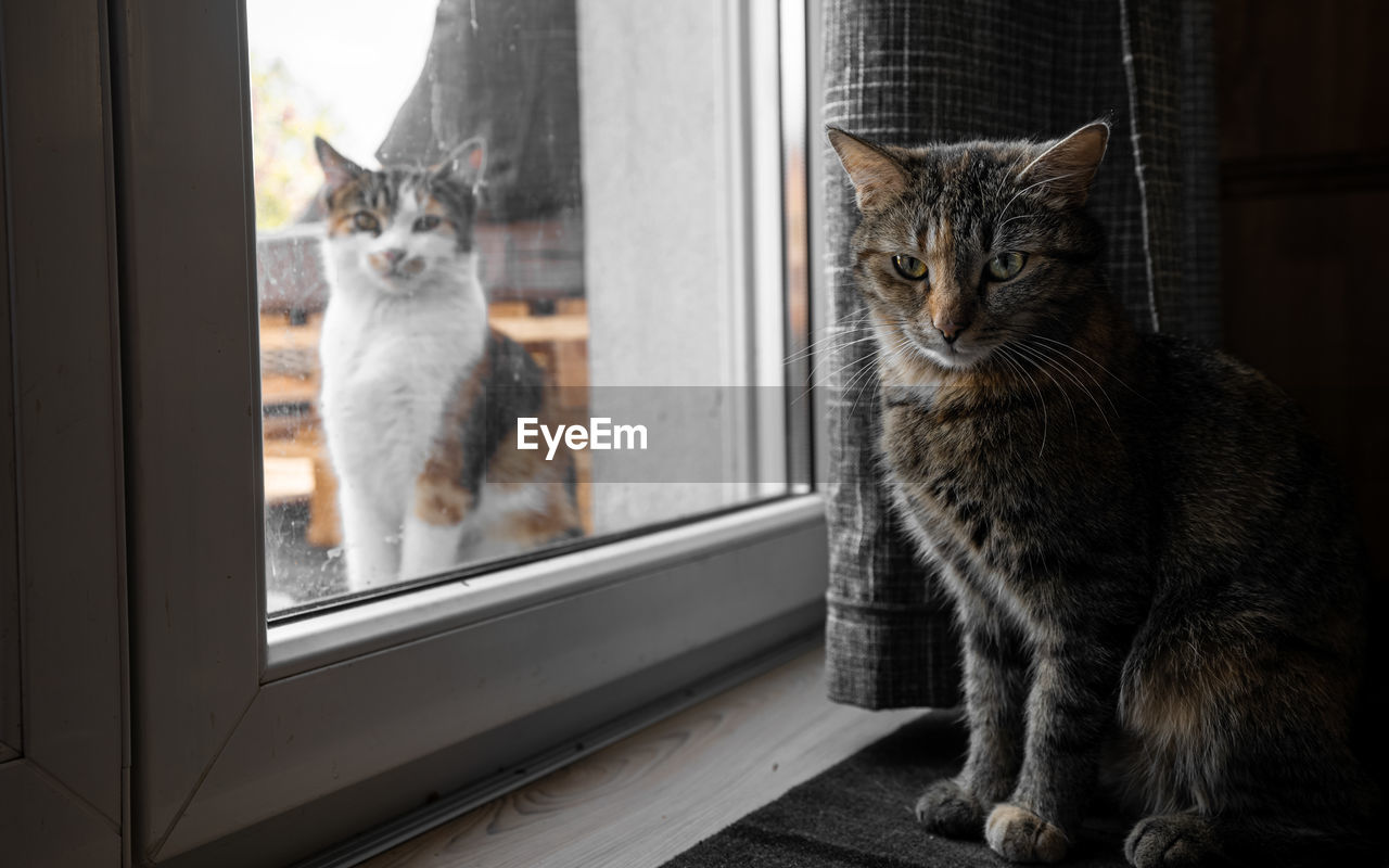Portrait of 2 cats on window sill