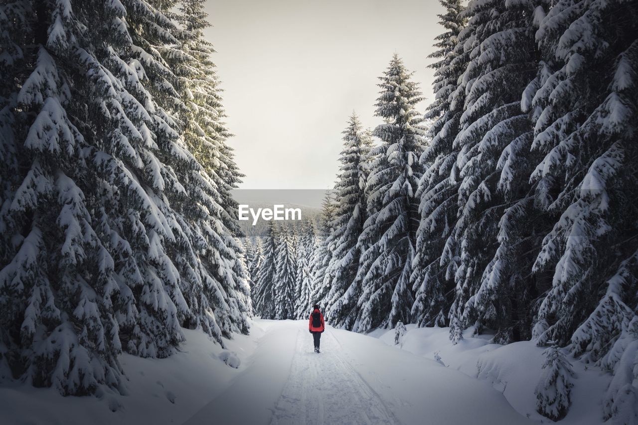 Rear view of man walking on snow covered landscape amidst trees