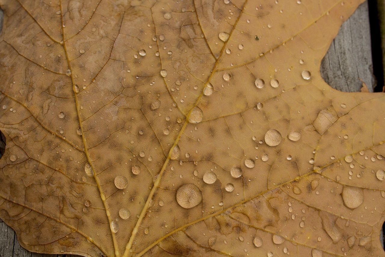 Close-up of water drops leaf