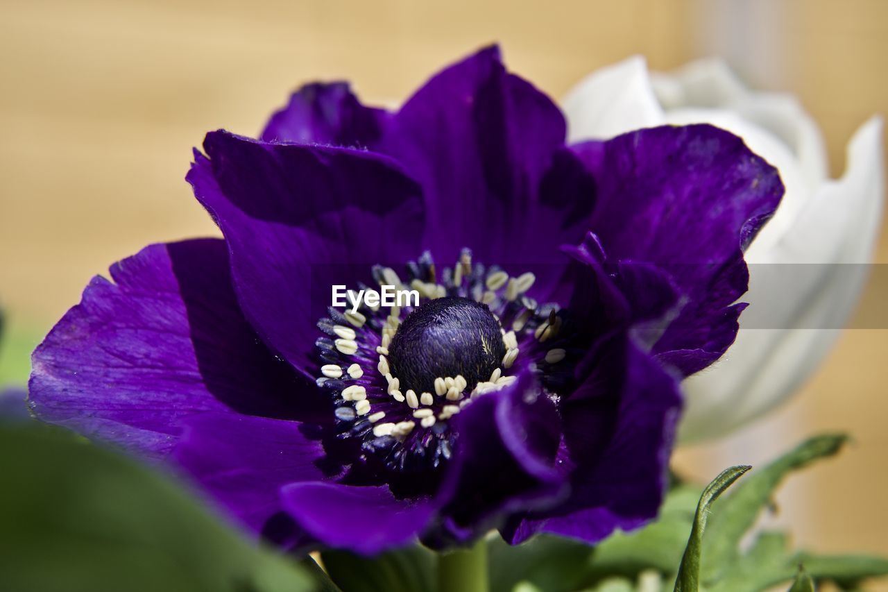 Close-up of purple flowering plant