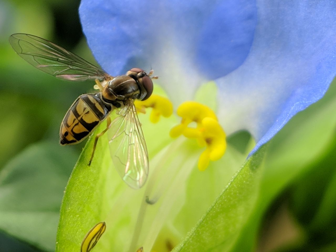 CLOSE-UP OF INSECT ON YELLOW FLOWER