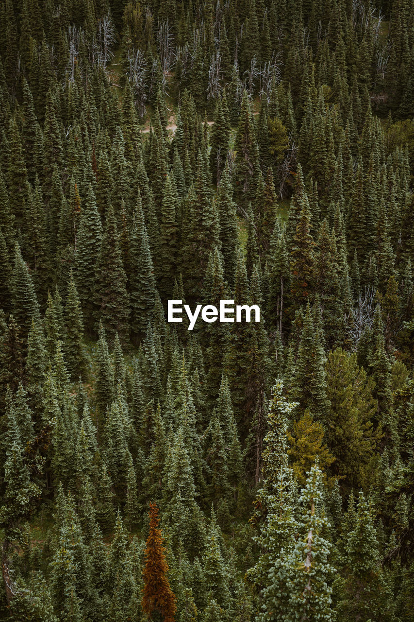 Fir trees in forest