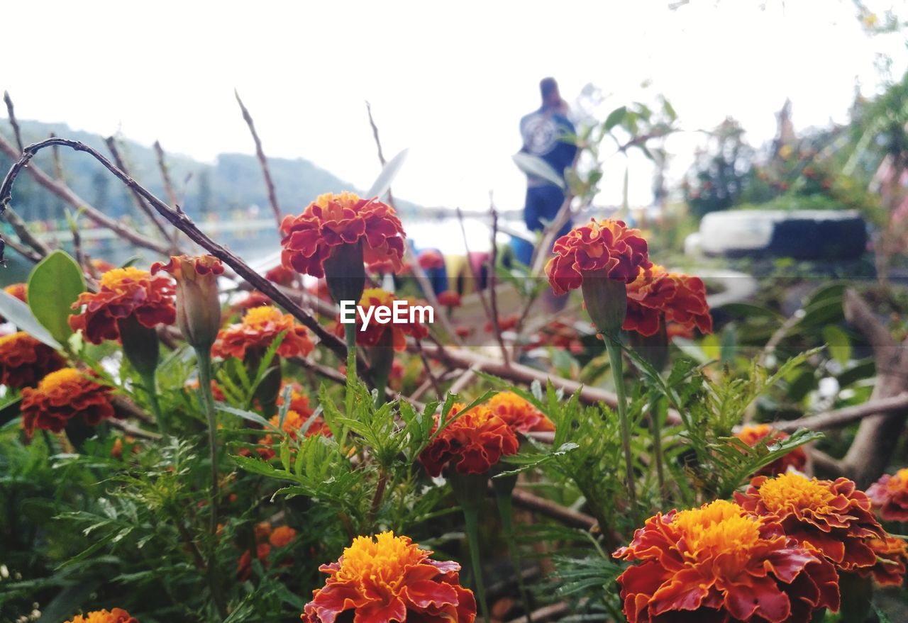 plant, flower, flowering plant, nature, beauty in nature, freshness, growth, day, fragility, sky, outdoors, focus on foreground, autumn, no people, orange color, multi colored, close-up, red, botany, flower head, plant part, garden