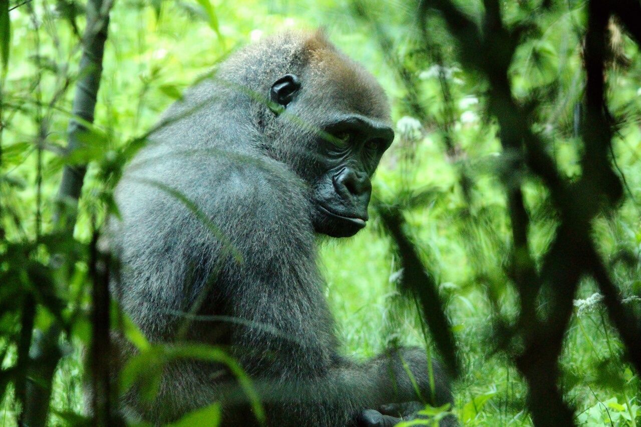 Gorilla amidst trees in forest