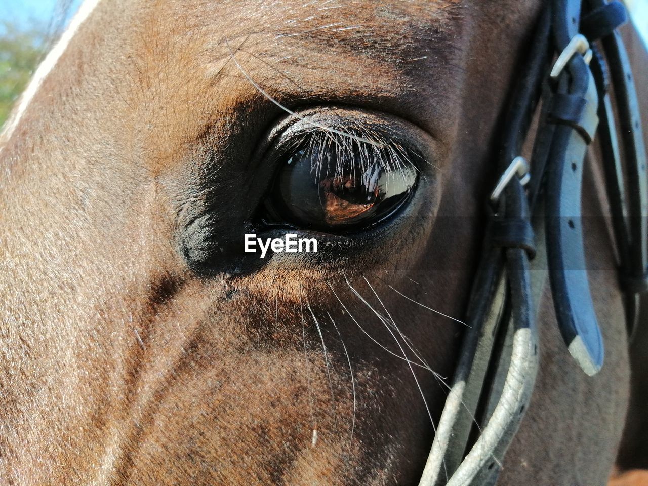 A brown horse looking into the camera close-up with a bridle on it