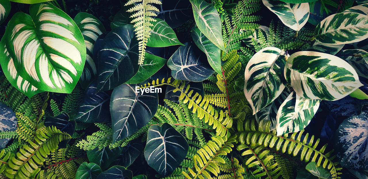 jungle, leaf, rainforest, plant part, green, plant, growth, tropics, forest, nature, no people, full frame, beauty in nature, ferns and horsetails, backgrounds, flower, fern, tree, vegetation, day, natural environment, close-up, branch, outdoors, pattern, freshness