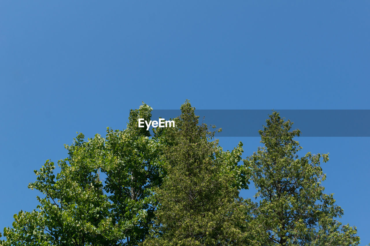 LOW ANGLE VIEW OF TREES AGAINST CLEAR BLUE SKY