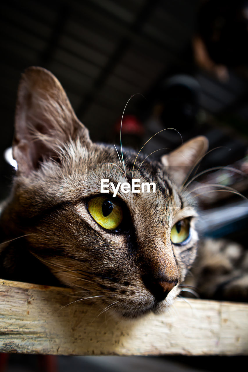 CLOSE-UP PORTRAIT OF A CAT LOOKING AWAY