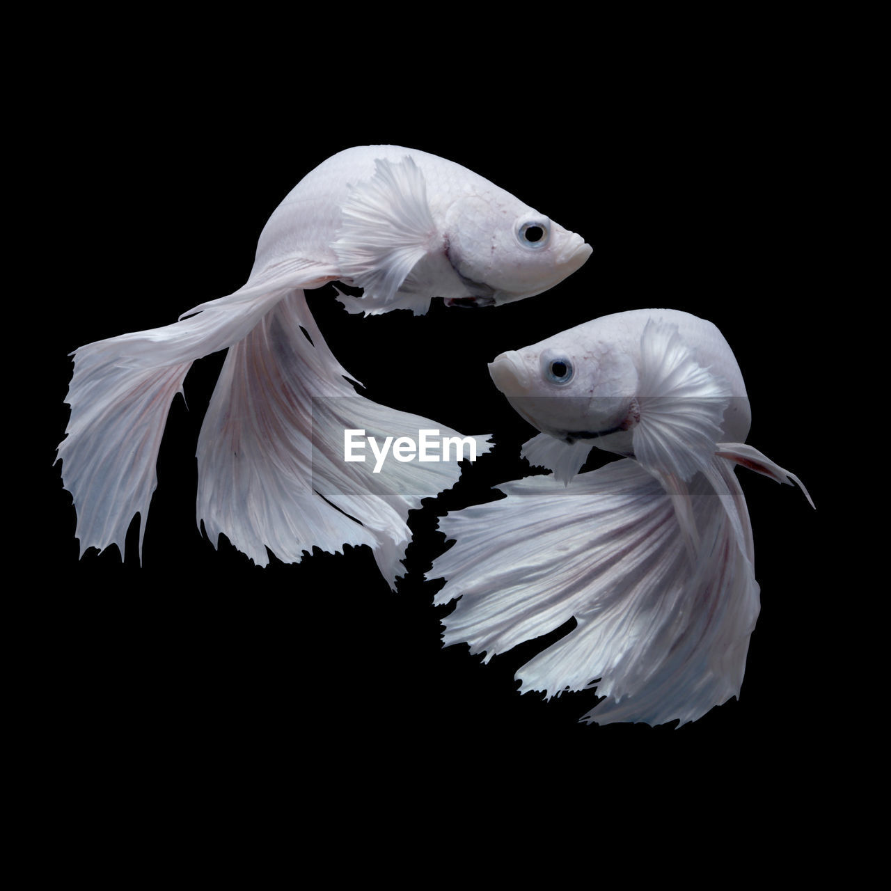 Close-up of fish swimming over black background