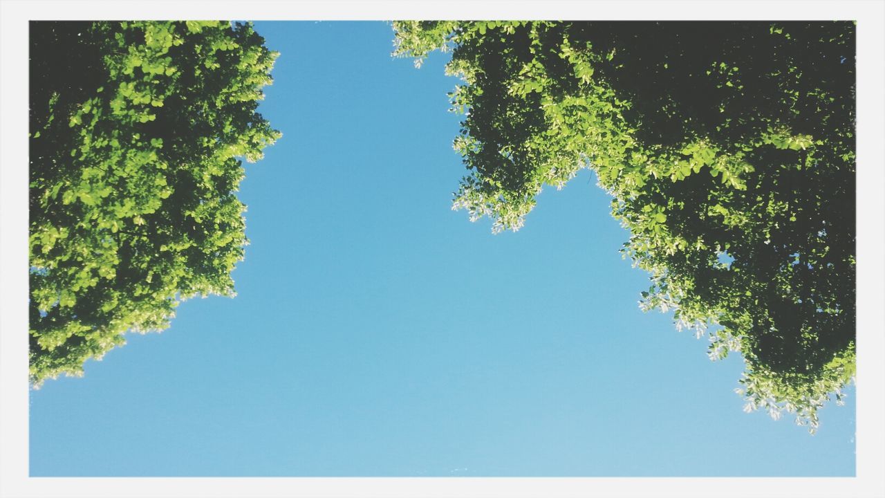 Directly below shot of trees against clear blue sky