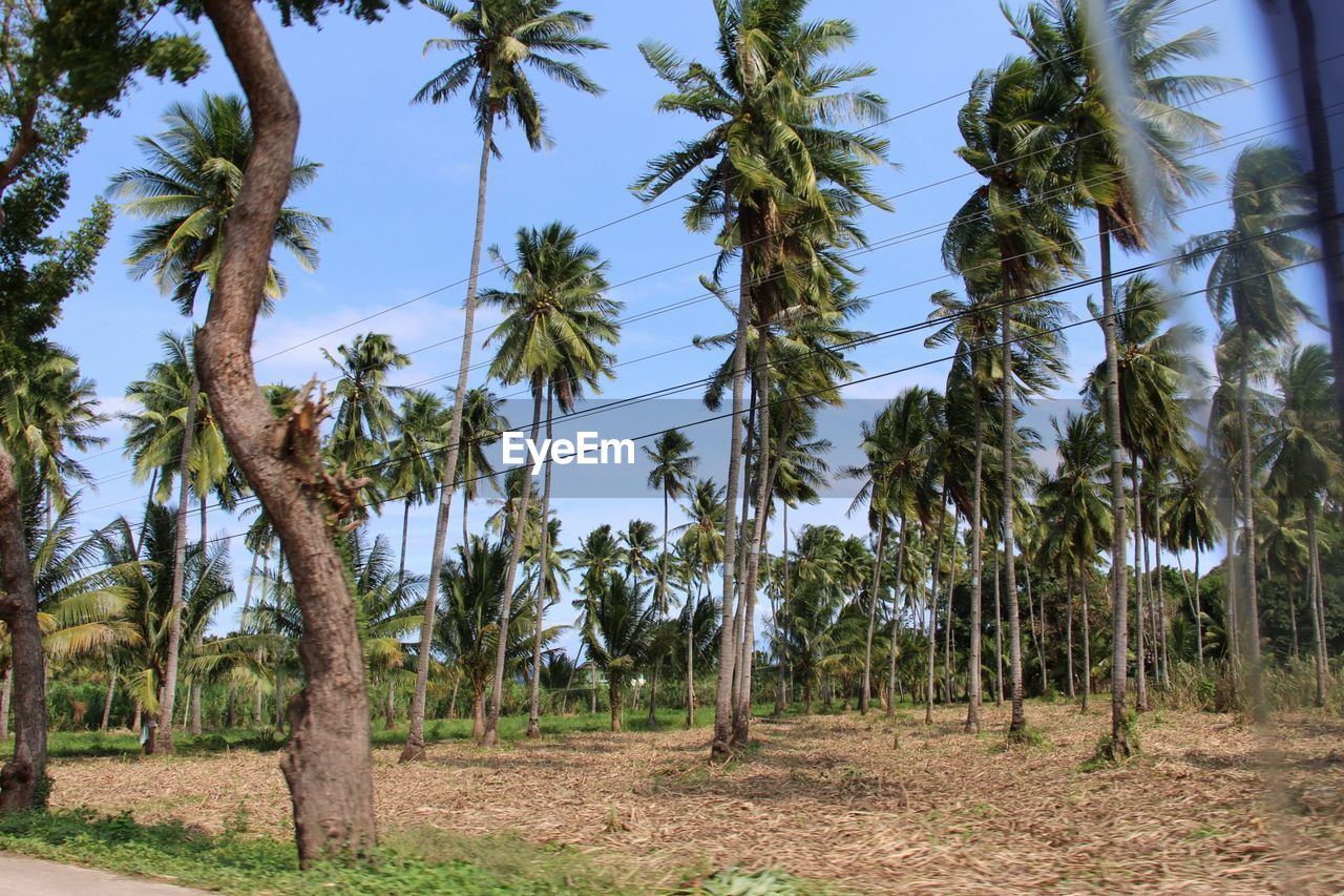 PANORAMIC VIEW OF PALM TREES ON FIELD AGAINST SKY
