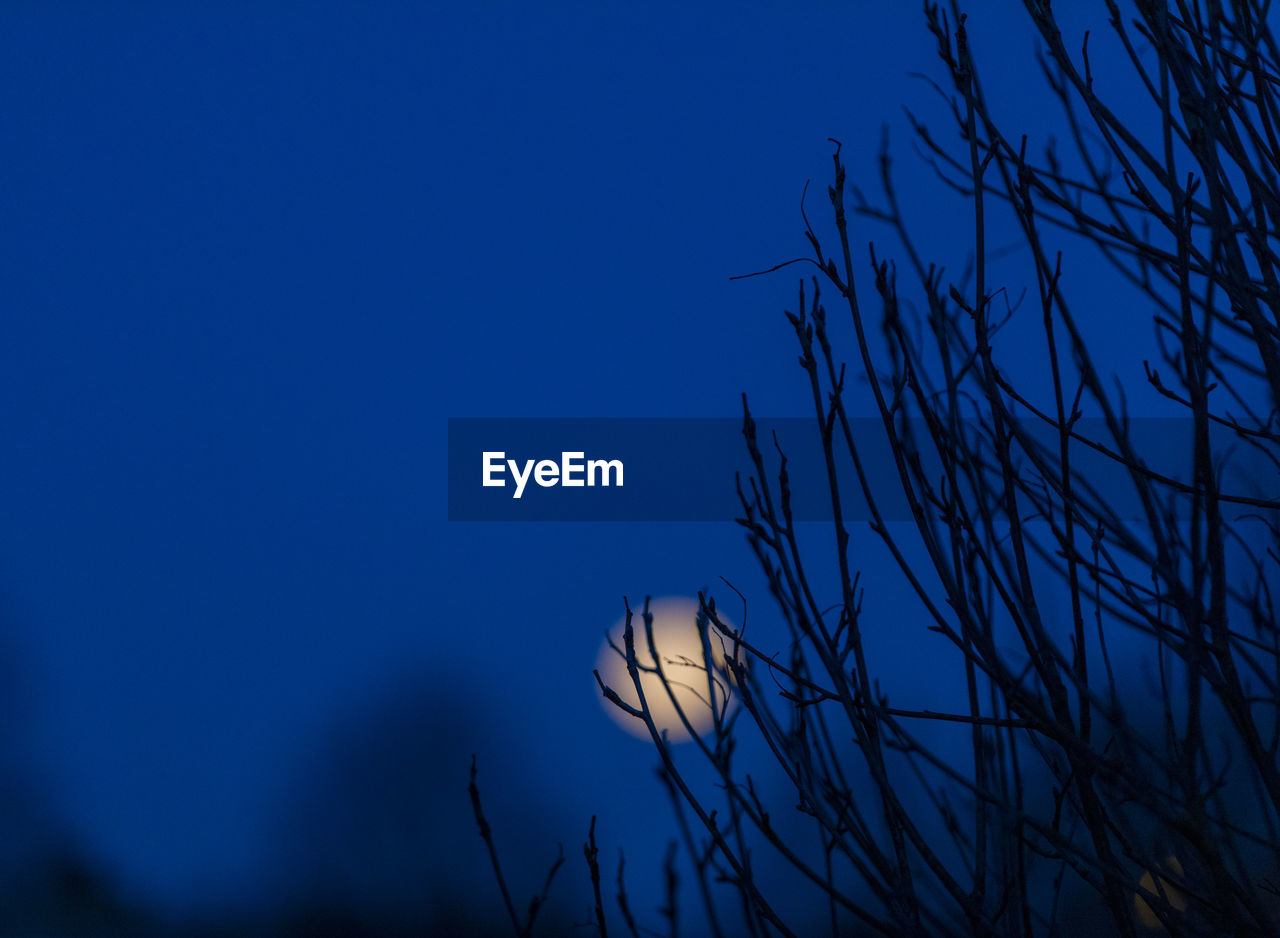 LOW ANGLE VIEW OF SILHOUETTE BARE TREE AGAINST SKY AT NIGHT