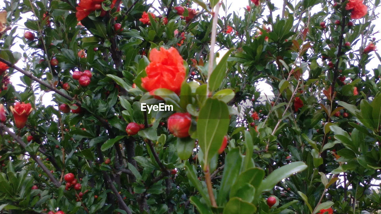 CLOSE-UP OF RED FLOWER BLOOMING ON TREE