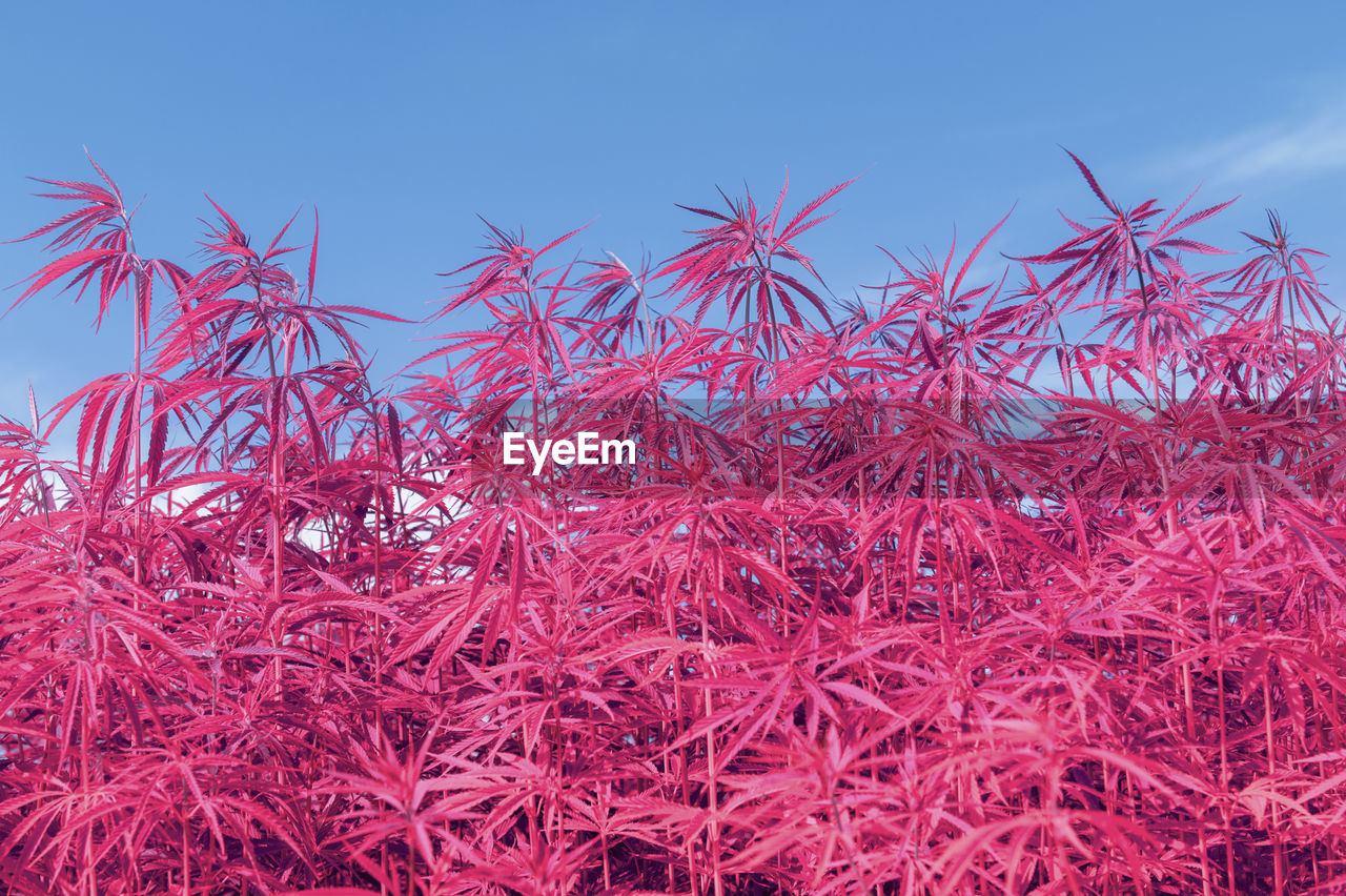 CLOSE-UP OF PINK FLOWERING PLANTS AGAINST BLUE SKY