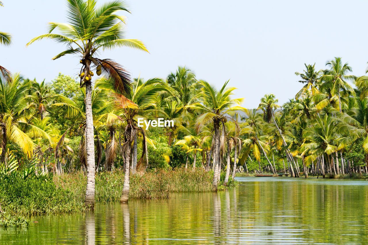 Kerala backwaters jungle in sunny day,  india