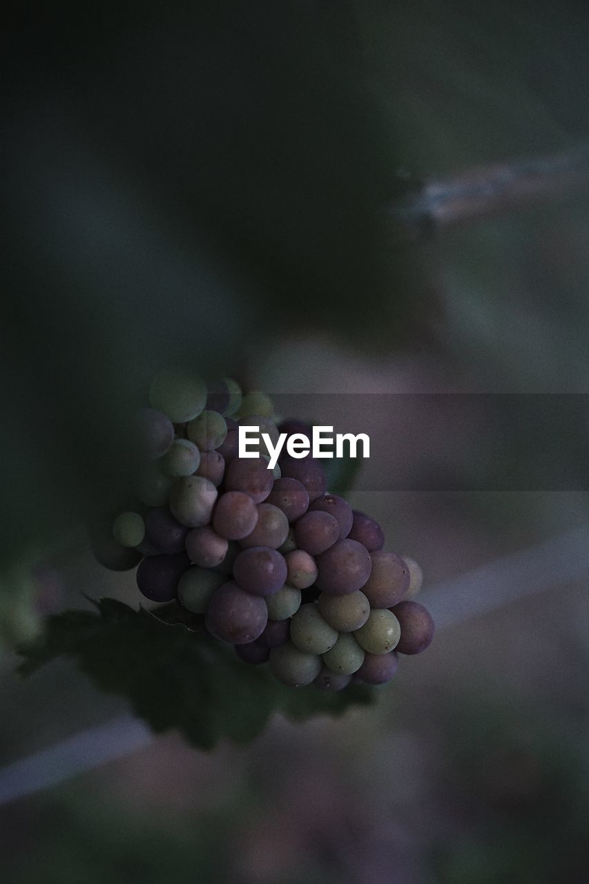 Close-up of grapes growing in vineyard