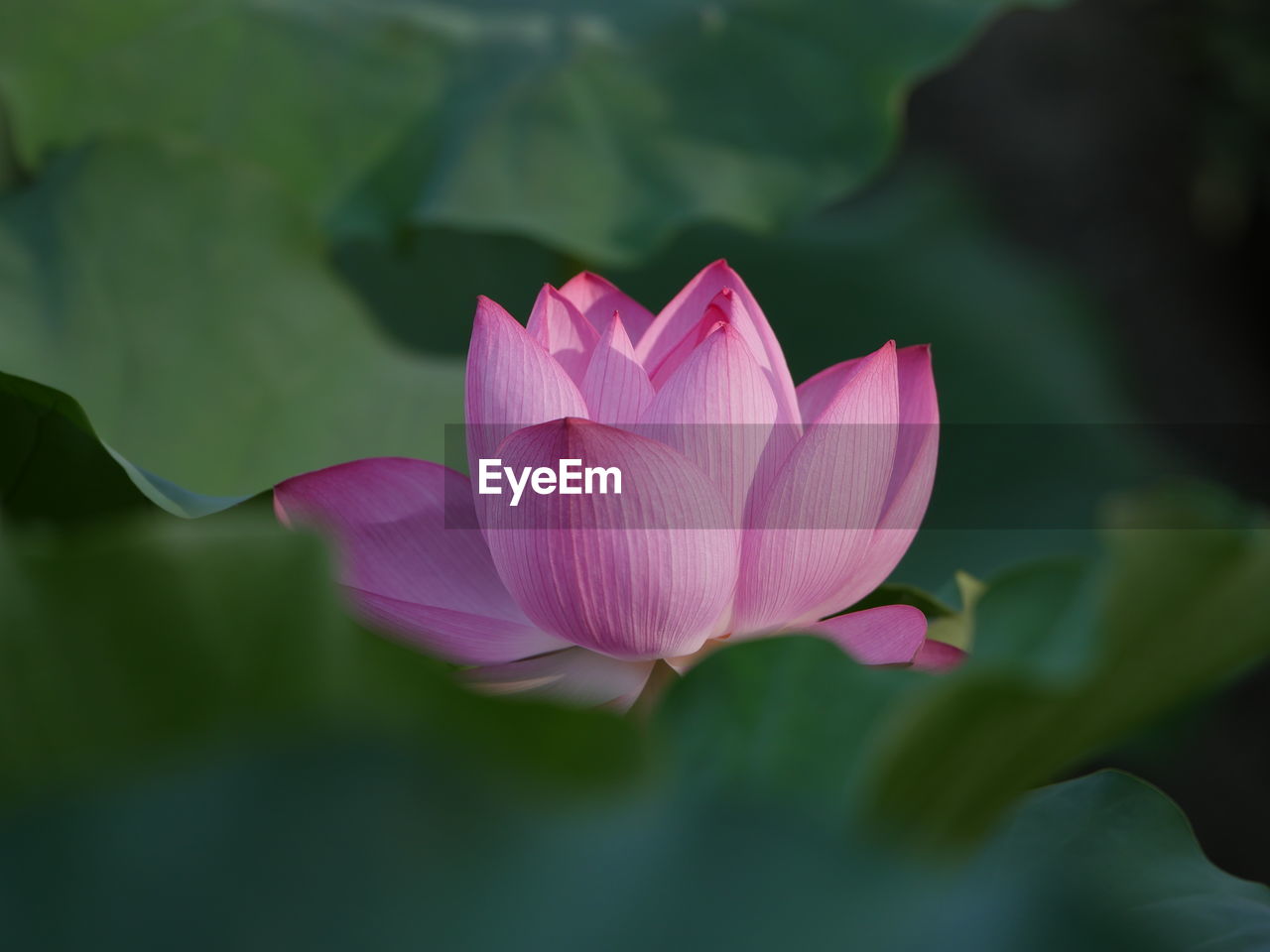 Close-up of pink lotus water lily
