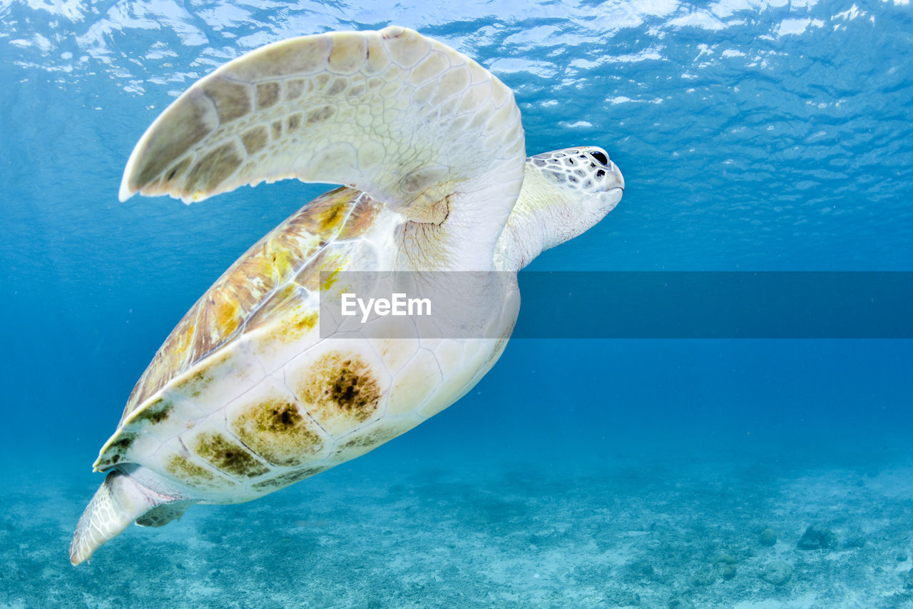Green turtle with blue water and empty space for text