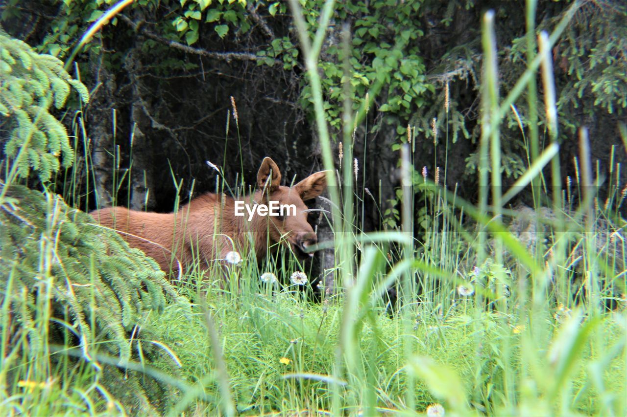 View of an animal in forest | ID: 143000372