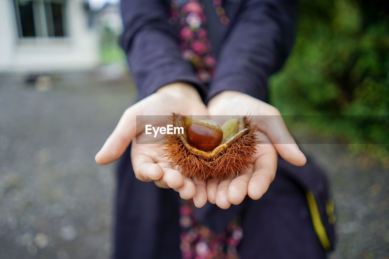 Midsection of woman holding chestnut