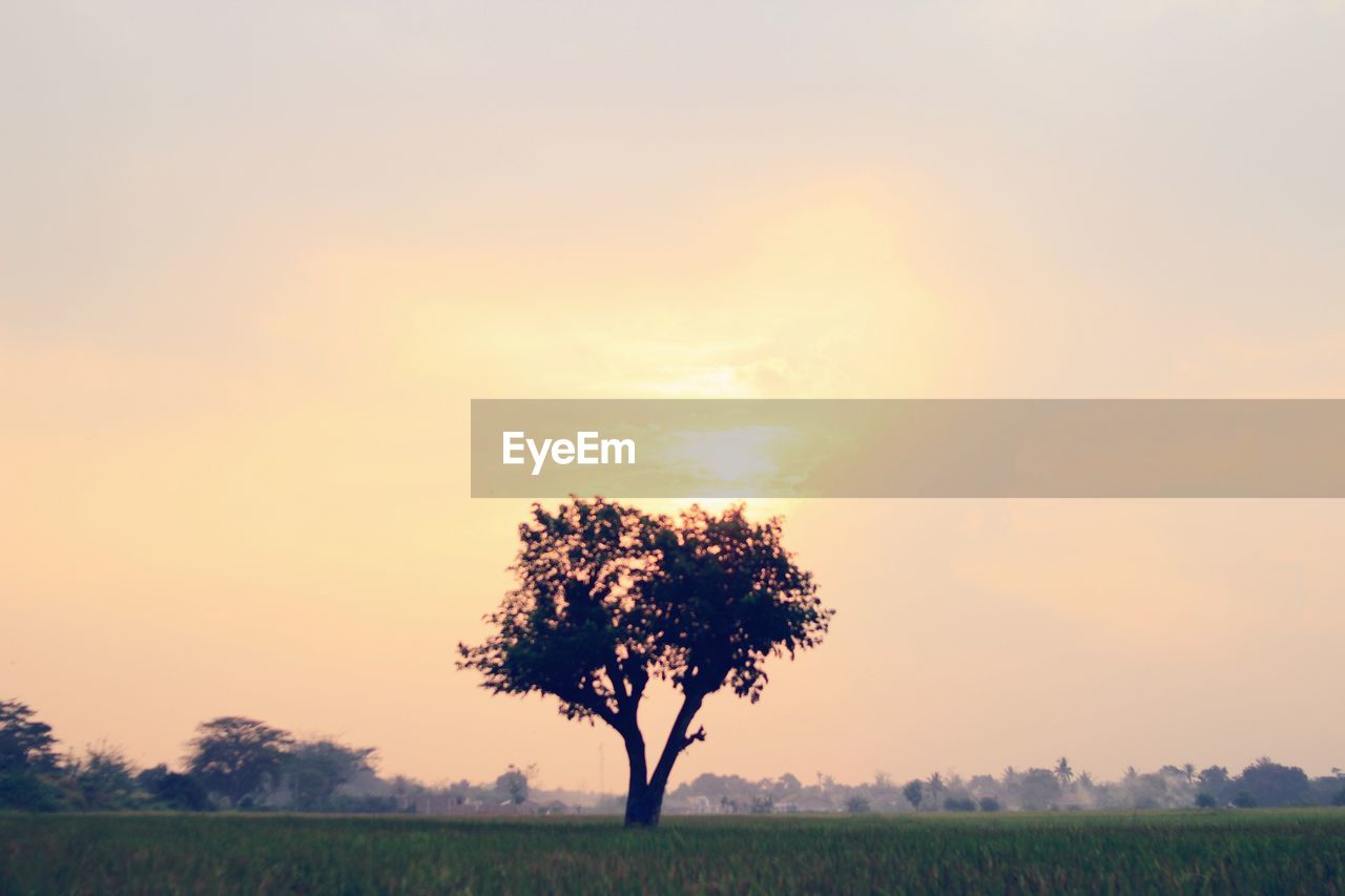 SILHOUETTE TREE ON FIELD AGAINST SKY AT SUNSET