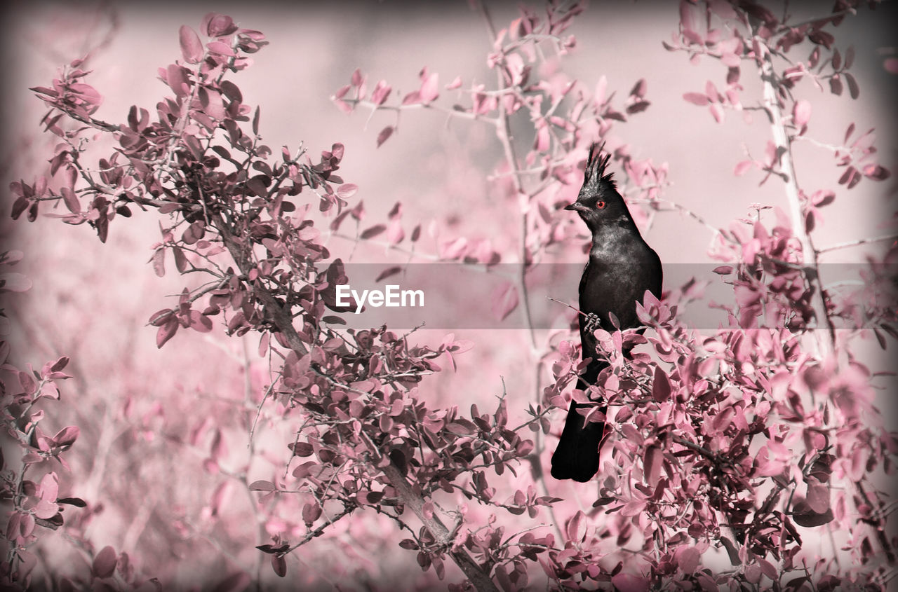 Black bird perching on pink tree branch