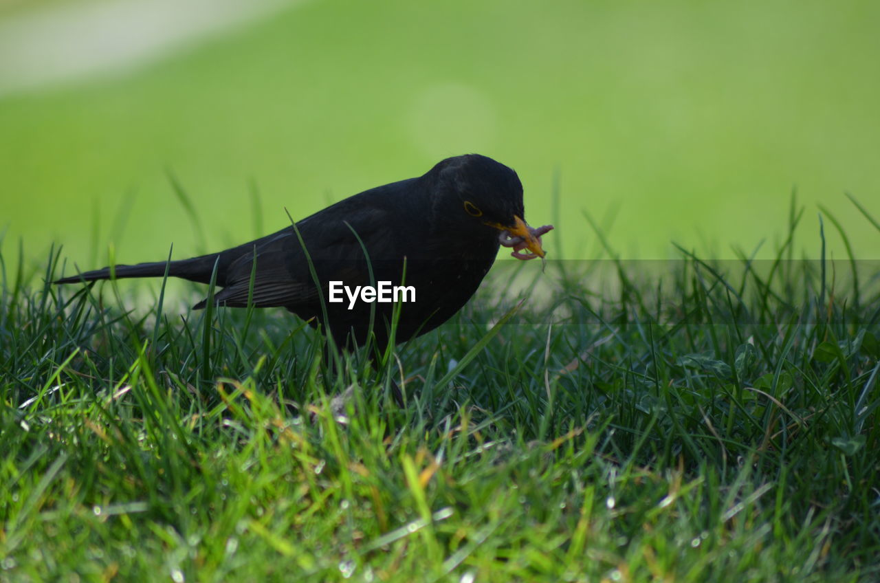 Close-up of bird on grass