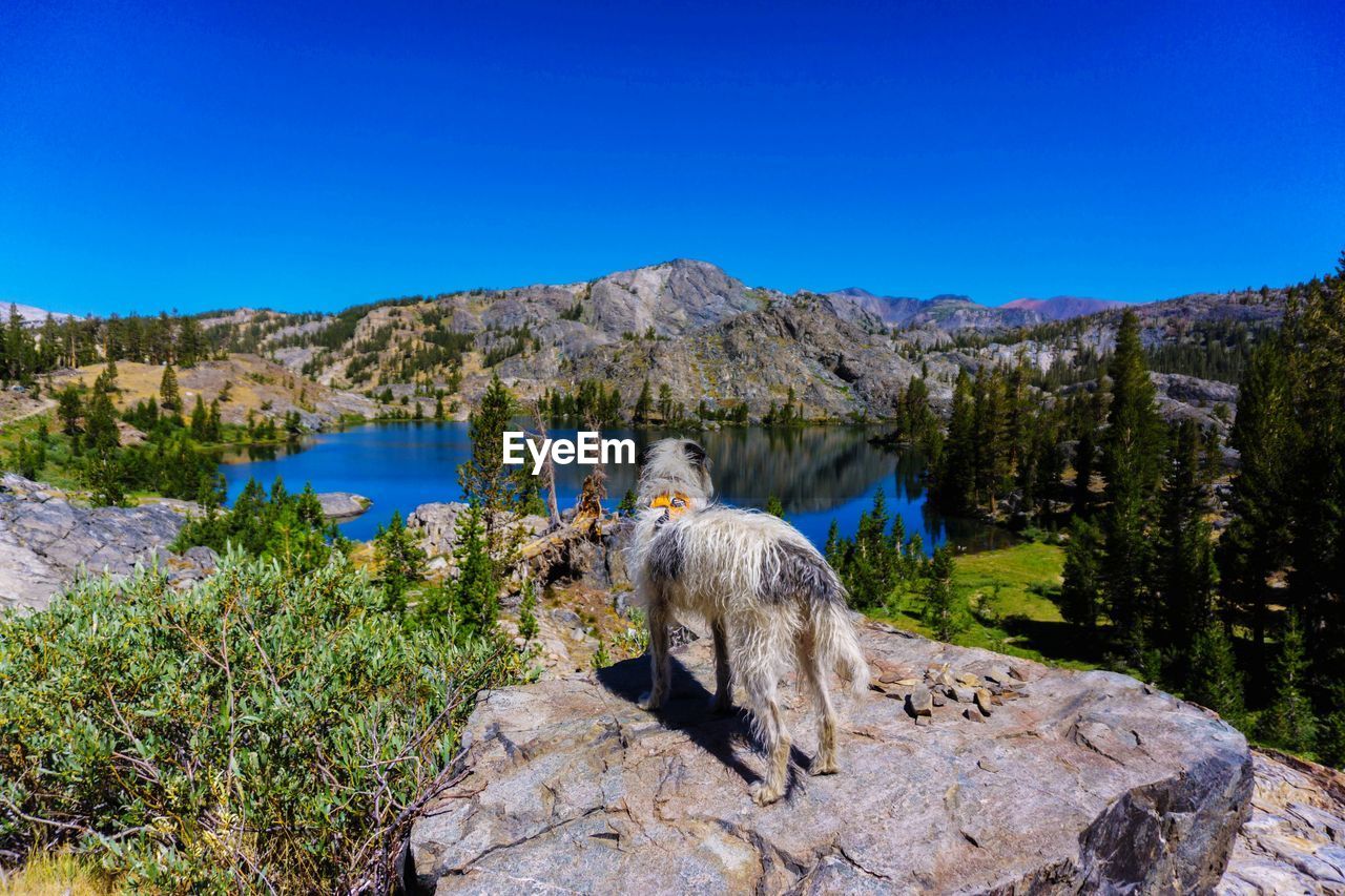 Dog on rock against clear blue sky